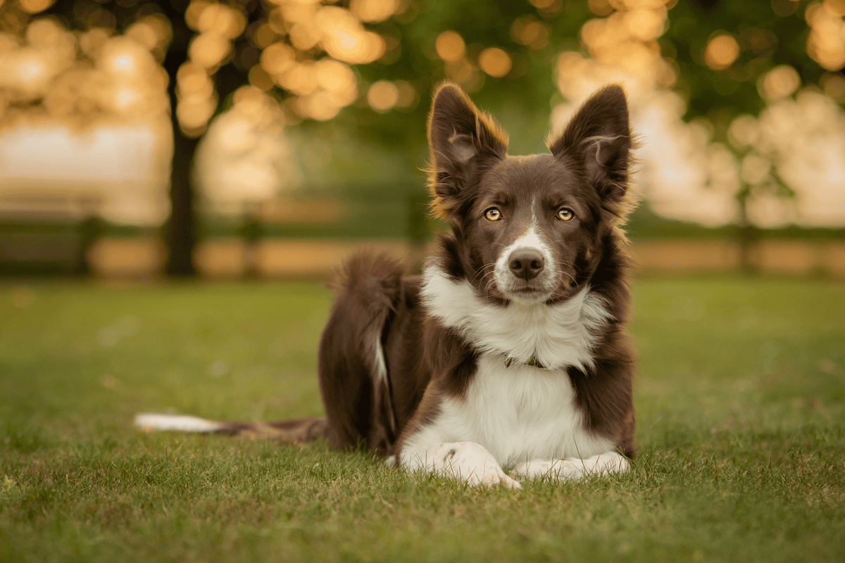Border Collie Dog Breed: Characteristics, History & the Best Dog Bed ...