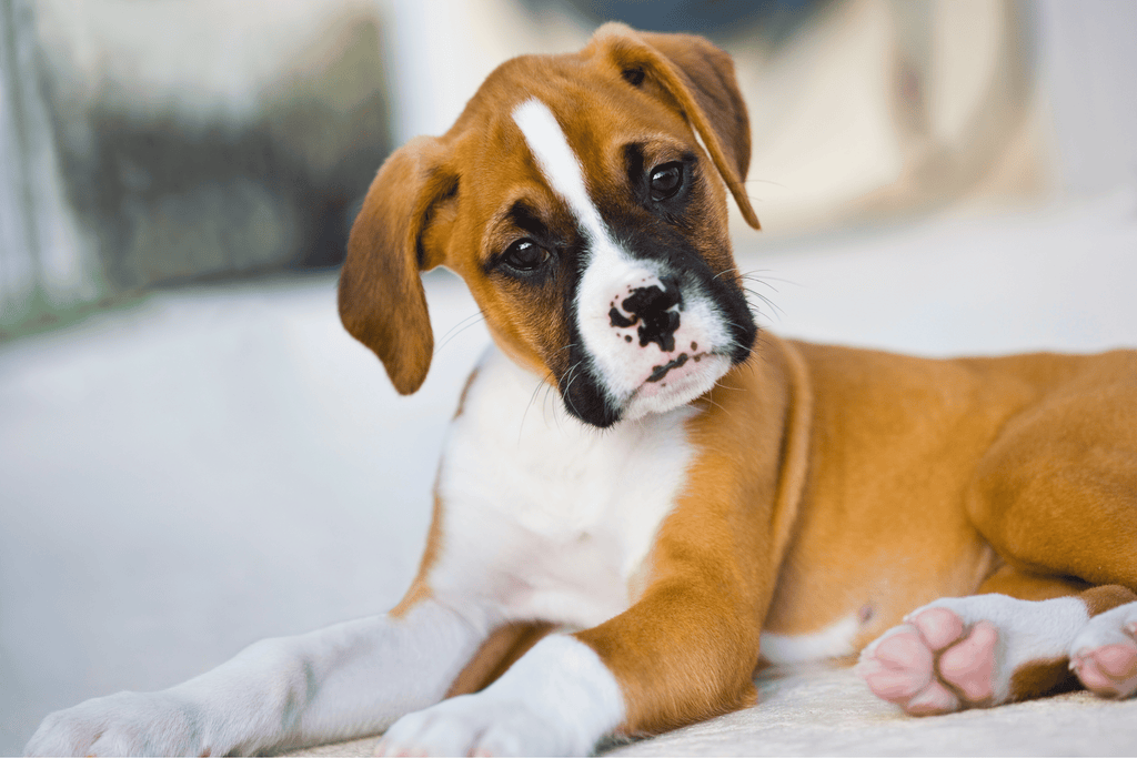 Boxer Dog Behaviour: Unveiling Their Playful Nature