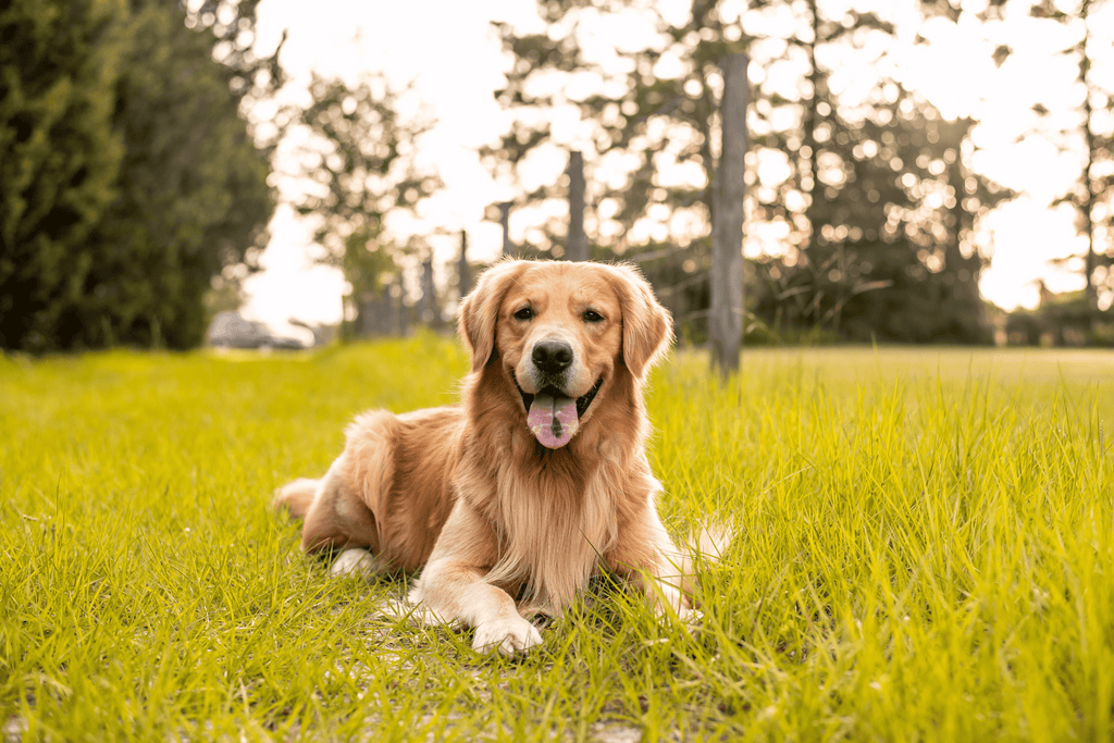 Gold Meadows Retrievers Cat-Friendly Dog Breeds: Top Picks