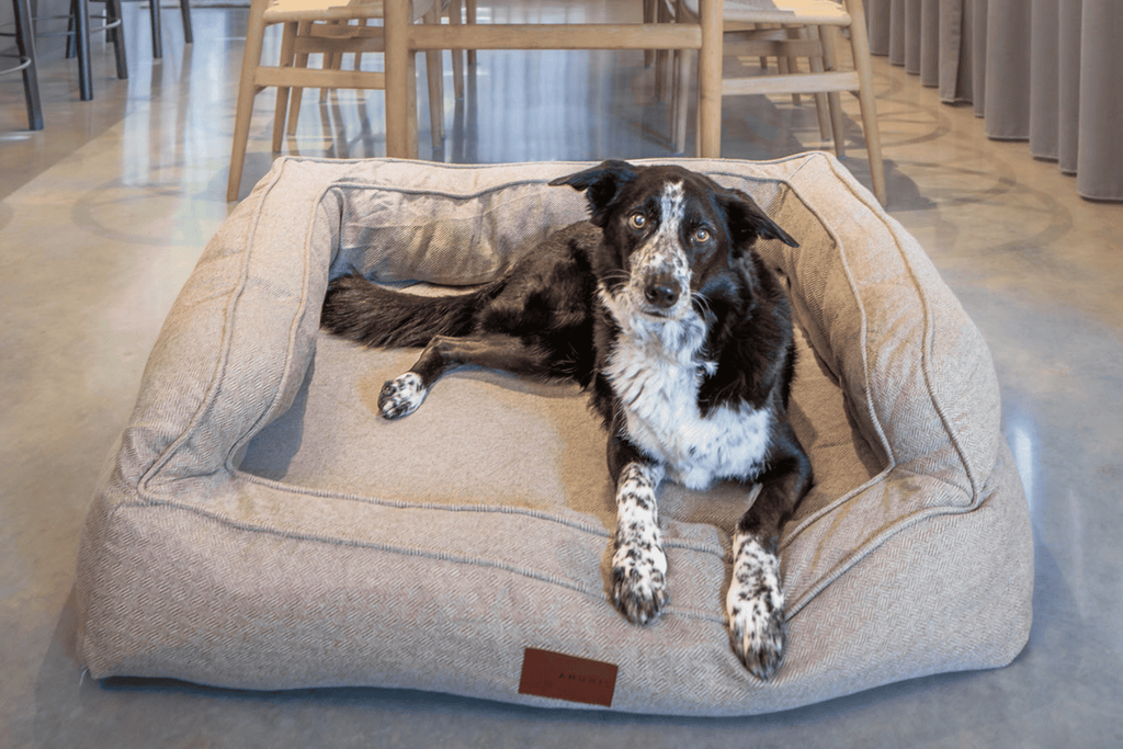 Orthopedic dog beds: The key to comfort and joint health