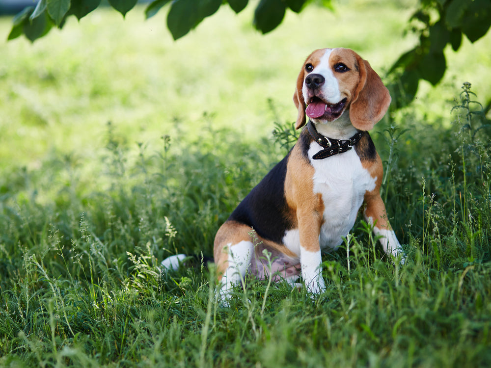 Beagle breed: Traits, history & the best dog bed