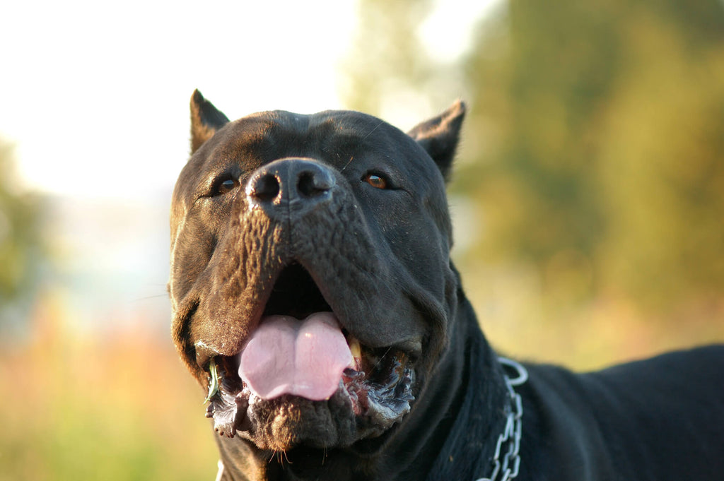 Cane Corso Dog Breed: Traits, History & Best Dog Bed for Cane Corso in ...