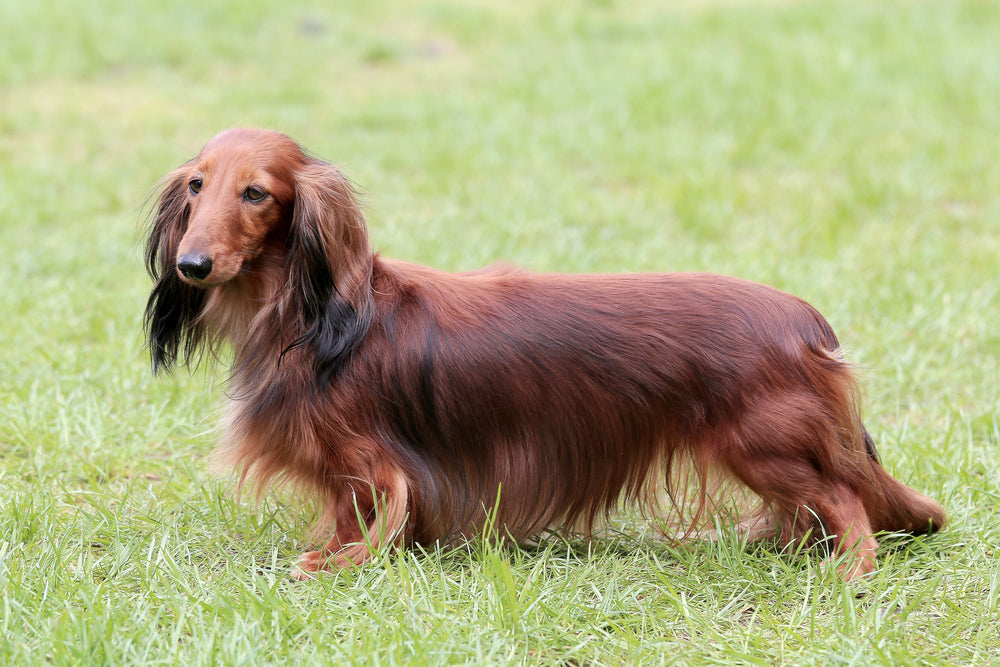 Dachshund breed: Characteristics, history & the best dog bed