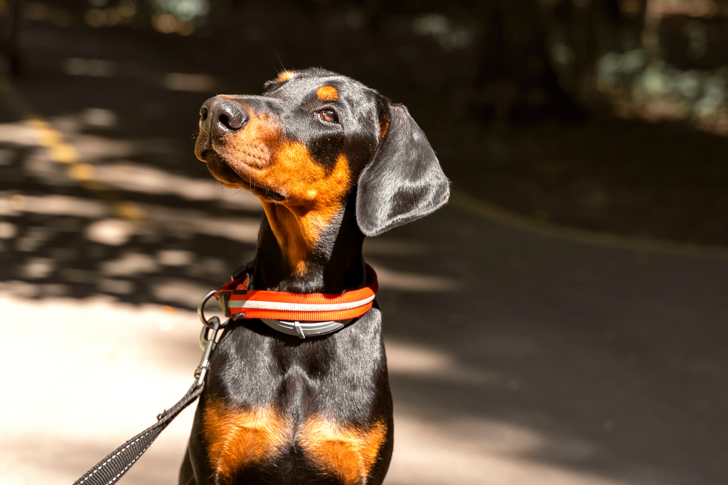 Doberman breed: Characteristics, history & the best dog bed