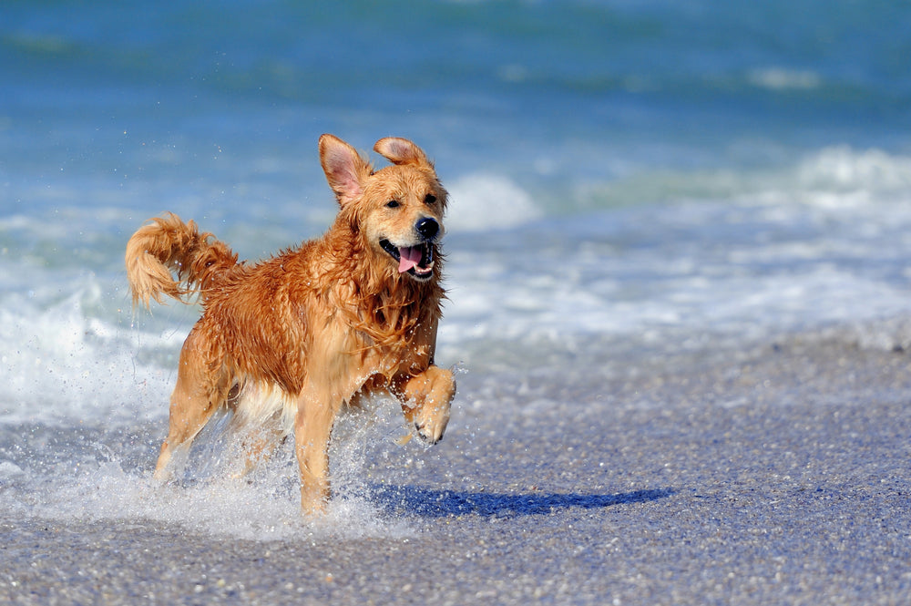 7 best dog beaches in Perth