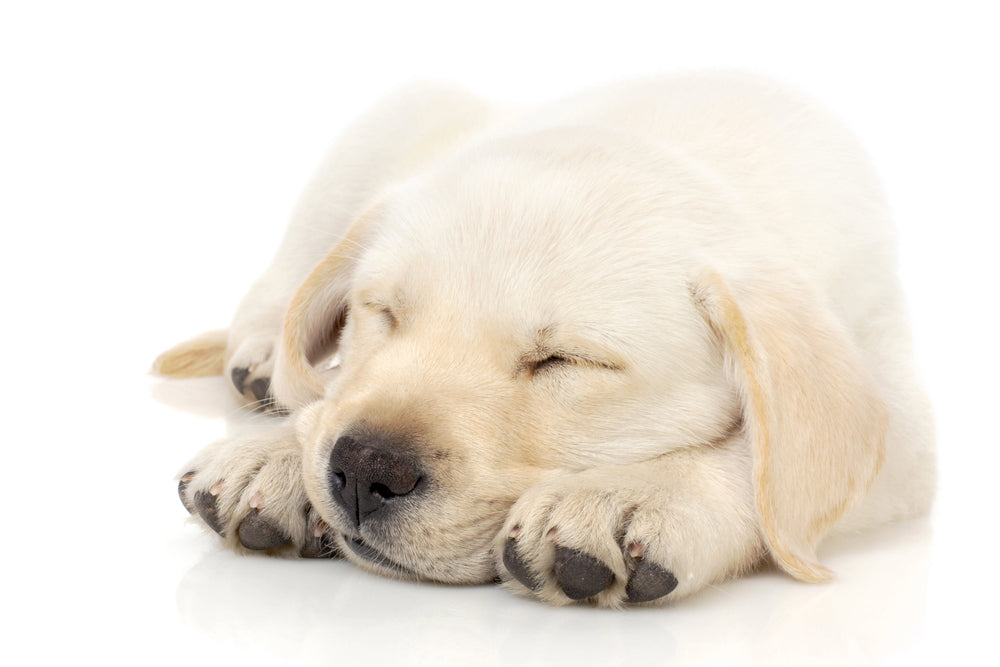 The importance of a good night’s sleep for your dog