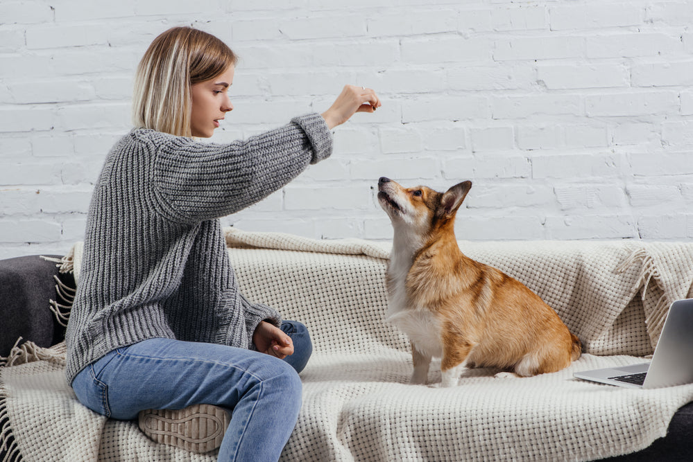 Positive reinforcement dog training