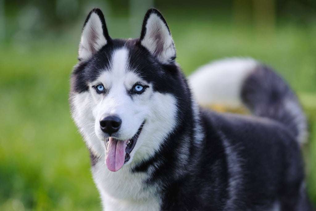 Siberian Husky Breed: Traits, History & the Best Dog Bed