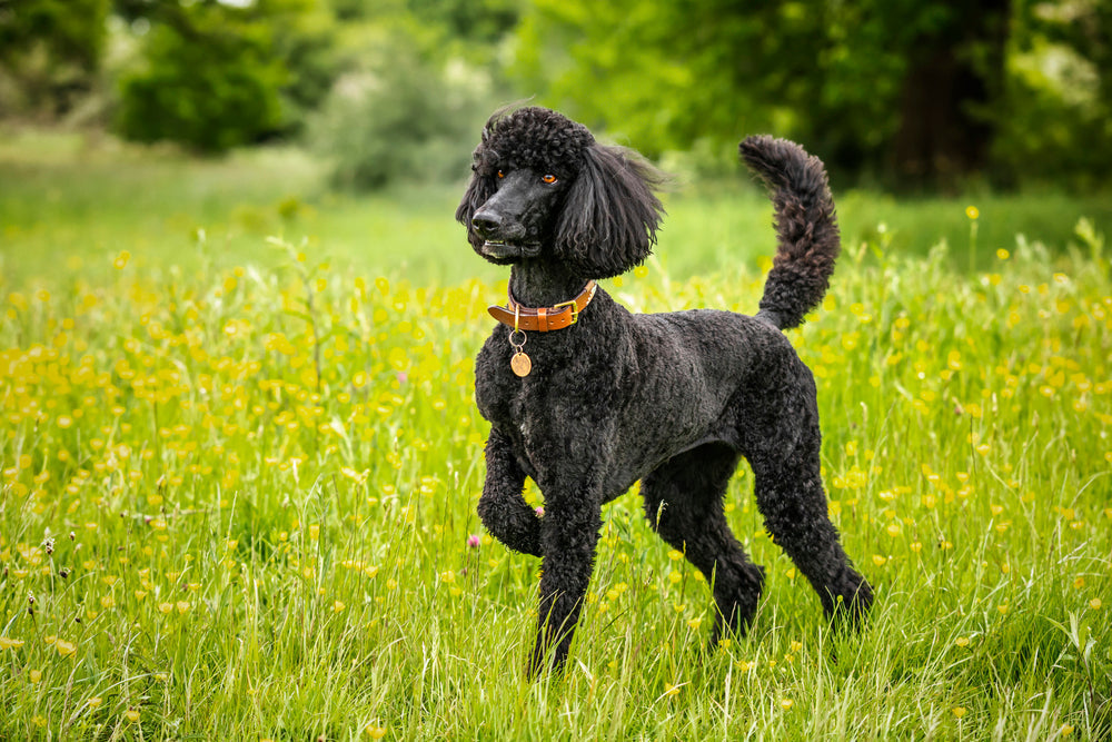 Poodle breed: Characteristics, history & the best dog bed