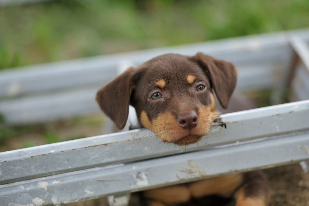 Kelpie Breed: Traits, History & the Best Dog Bed