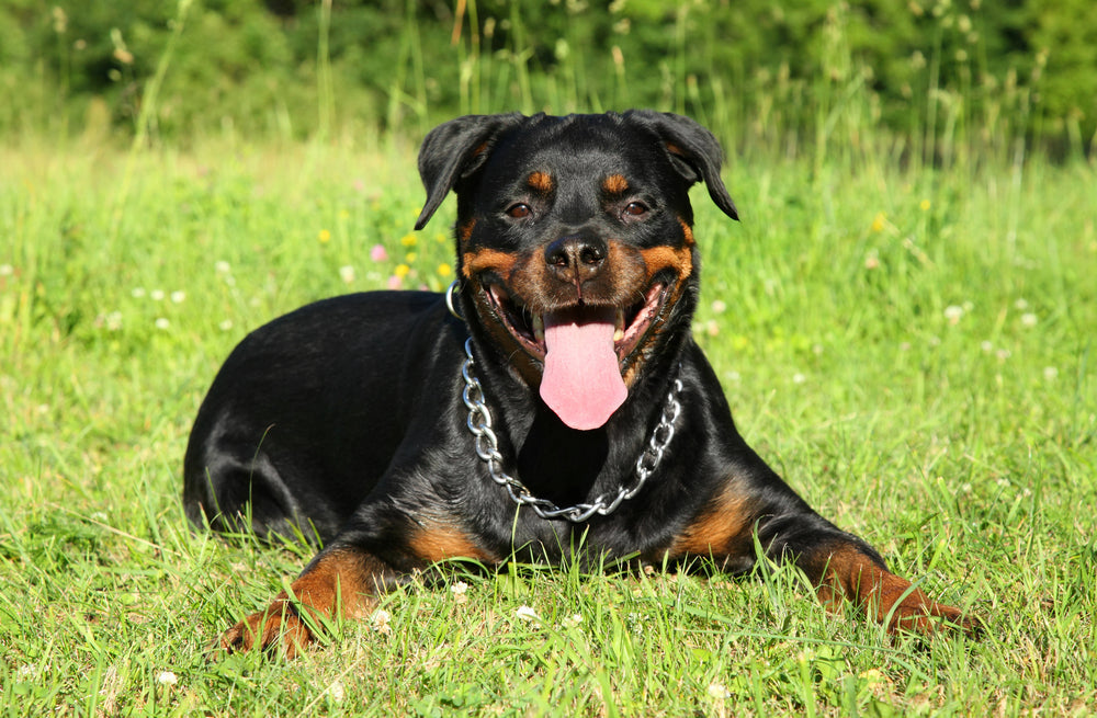 Rottweiler Breed: Characteristics, History & the Best Dog Bed – Anubis ...
